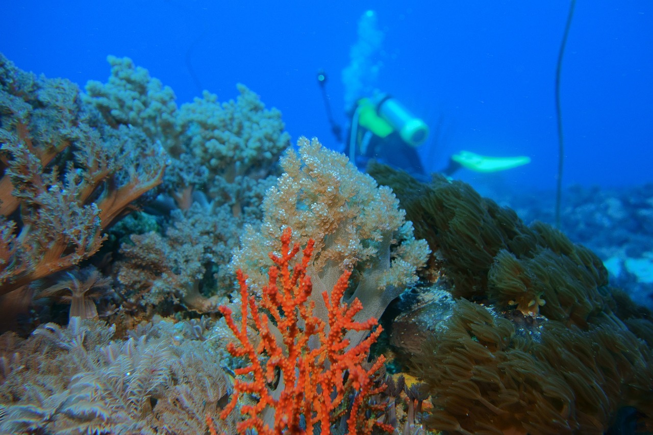 underwater, coral reef, green island-713820.jpg